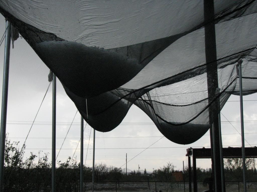 hail netting photo HailJune2013008_zpsc7afd39c.jpg